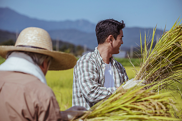 포토 JPG 주간 남자 장갑 논 들기 상반신 20대 야외 두명 옆모습 뒷모습 아웃포커스 수건 농사 한국인 수확 추수 벼 가을 농촌 농부 밀짚모자 귀농 70대 전원생활 국내포토 여주시 자연요소 직업 모자_잡화 잡화 계절 노년 뷰포인트 농업 모션 곡류 촬영기법 사람 동양인 청년 생활 위생용품 시골 경기도 파일형식