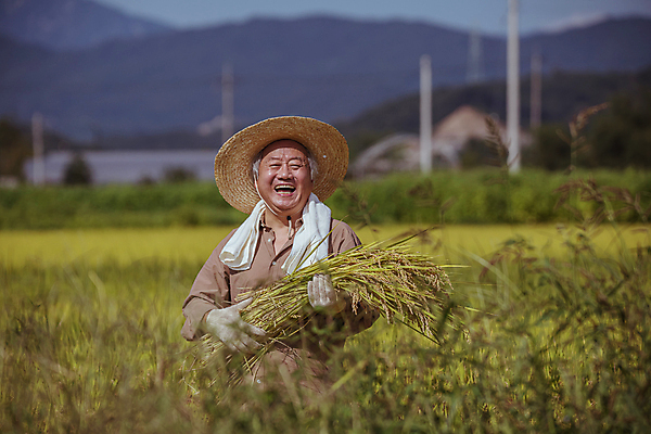 포토 JPG 주간 노년 남자 장갑 논 한명 미소 들기 상반신 야외 아웃포커스 수건 농사 한국인 수확 추수 벼 가을 농촌 농부 밀짚모자 귀농 70대 전원생활 노인남자한명만 국내포토 여주시 자연요소 직업 모자_잡화 1 잡화 계절 농업 모션 곡류 촬영기법 표정 사람 동양인 성인 생활 위생용품 시골 경기도 남자한명만 노인남자만 파일형식