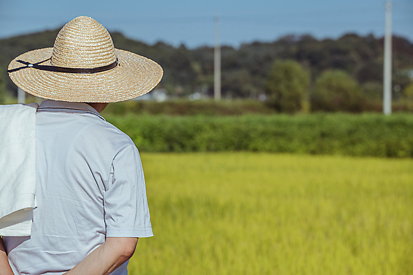 포토 JPG 주간 응시 노년 남자 논 한명 상반신 야외 뒷모습 아웃포커스 수건 한국인 벼 가을 농촌 농부 밀짚모자 귀농 70대 전원생활 노인남자한명만 국내포토 여주시 자연요소 직업 모자_잡화 1 시선 계절 뷰포인트 농업 곡류 촬영기법 사람 동양인 성인 생활 위생용품 시골 경기도 남자한명만 노인남자만 파일형식