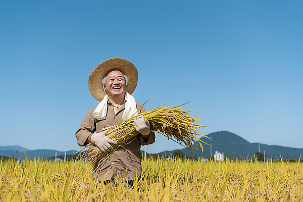 포토 JPG 주간 노년 남자 장갑 논 한명 미소 들기 상반신 야외 앞모습 수건 농사 한국인 수확 추수 벼 가을 농촌 농부 밀짚모자 귀농 70대 전원생활 노인남자한명만 국내포토 여주시 자연요소 직업 모자_잡화 1 잡화 계절 뷰포인트 농업 모션 곡류 표정 사람 동양인 성인 생활 위생용품 시골 경기도 남자한명만 노인남자만 파일형식