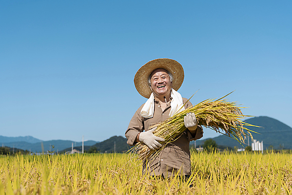 포토 JPG 주간 노년 남자 장갑 논 한명 미소 들기 상반신 야외 앞모습 수건 농사 한국인 수확 추수 벼 가을 농촌 농부 밀짚모자 귀농 70대 전원생활 노인남자한명만 국내포토 여주시 자연요소 직업 모자_잡화 1 잡화 계절 뷰포인트 농업 모션 곡류 표정 사람 동양인 성인 생활 위생용품 시골 경기도 남자한명만 노인남자만 파일형식