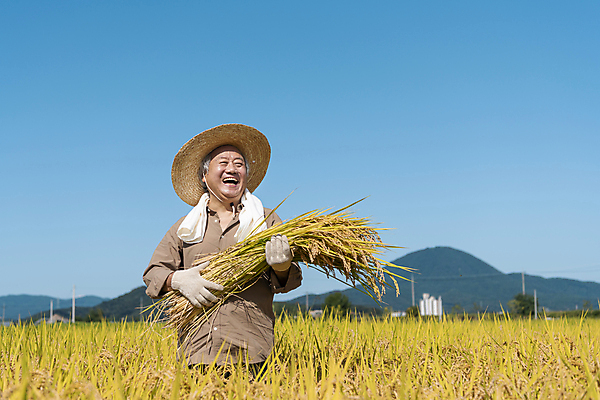 포토 JPG 주간 응시 노년 남자 장갑 논 한명 미소 들기 상반신 야외 앞모습 수건 농사 한국인 수확 추수 벼 가을 농촌 농부 밀짚모자 귀농 70대 전원생활 노인남자한명만 국내포토 여주시 자연요소 직업 모자_잡화 1 시선 잡화 계절 뷰포인트 농업 모션 곡류 표정 사람 동양인 성인 생활 위생용품 시골 경기도 남자한명만 노인남자만 파일형식