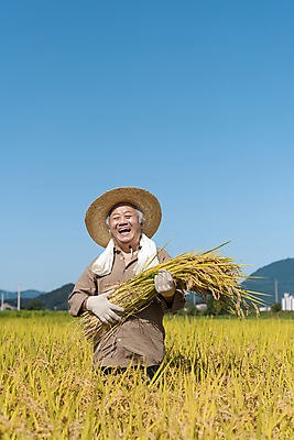 포토 JPG 주간 노년 남자 장갑 논 한명 미소 들기 상반신 야외 앞모습 수건 농사 한국인 수확 추수 벼 가을 농촌 농부 밀짚모자 귀농 70대 전원생활 노인남자한명만 국내포토 여주시 자연요소 직업 모자_잡화 1 잡화 계절 뷰포인트 농업 모션 곡류 표정 사람 동양인 성인 생활 위생용품 시골 경기도 남자한명만 노인남자만 파일형식