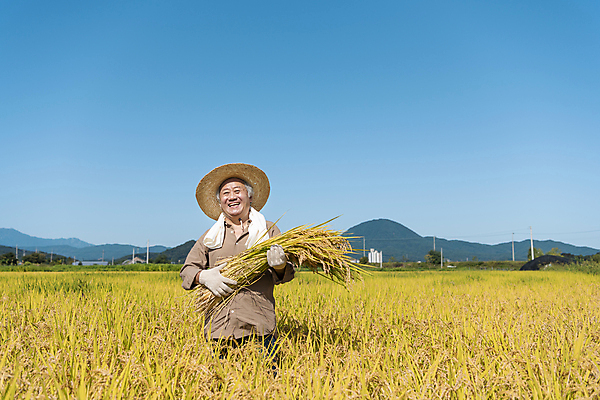 포토 JPG 주간 노년 남자 장갑 논 한명 미소 들기 상반신 야외 앞모습 수건 농사 한국인 수확 추수 벼 가을 농촌 농부 밀짚모자 귀농 70대 전원생활 노인남자한명만 국내포토 여주시 자연요소 직업 모자_잡화 1 잡화 계절 뷰포인트 농업 모션 곡류 표정 사람 동양인 성인 생활 위생용품 시골 경기도 남자한명만 노인남자만 파일형식