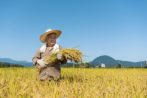 포토 JPG 주간 응시 노년 남자 장갑 논 한명 미소 들기 상반신 야외 앞모습 수건 농사 한국인 수확 추수 벼 가을 농촌 농부 밀짚모자 귀농 70대 전원생활 노인남자한명만 국내포토 여주시 자연요소 직업 모자_잡화 1 시선 잡화 계절 뷰포인트 농업 모션 곡류 표정 사람 동양인 성인 생활 위생용품 시골 경기도 남자한명만 노인남자만 파일형식