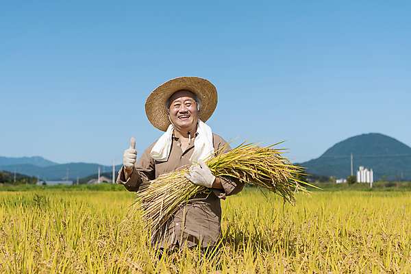 포토 JPG 주간 노년 남자 장갑 논 한명 미소 들기 상반신 야외 앞모습 수건 농사 한국인 수확 추수 벼 가을 농촌 최고 농부 밀짚모자 귀농 70대 전원생활 노인남자한명만 국내포토 여주시 자연요소 직업 모자_잡화 1 잡화 계절 뷰포인트 농업 모션 곡류 표정 사람 동양인 성인 생활 위생용품 시골 경기도 남자한명만 노인남자만 파일형식