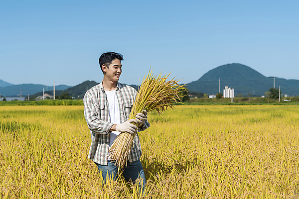 포토 JPG 응시 남자 장갑 논 한명 미소 들기 상반신 20대 성인 옆모습 농사 한국인 수확 추수 벼 가을 농촌 농부 귀농 전원생활 성인남자한명만 국내포토 여주시 직업 1 시선 잡화 계절 뷰포인트 농업 모션 곡류 표정 사람 동양인 청년 생활 시골 경기도 남자한명만 성인남자만 파일형식