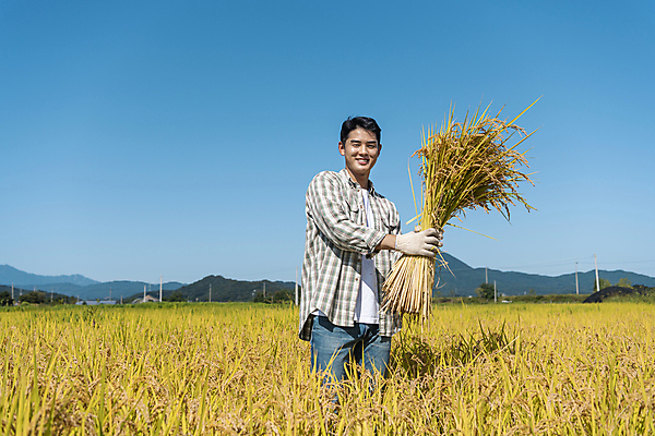 포토 JPG 남자 장갑 논 한명 미소 들기 상반신 20대 성인 앞모습 농사 한국인 수확 추수 벼 가을 농촌 농부 귀농 전원생활 성인남자한명만 국내포토 여주시 직업 1 잡화 계절 뷰포인트 농업 모션 곡류 표정 사람 동양인 청년 생활 시골 경기도 남자한명만 성인남자만 파일형식