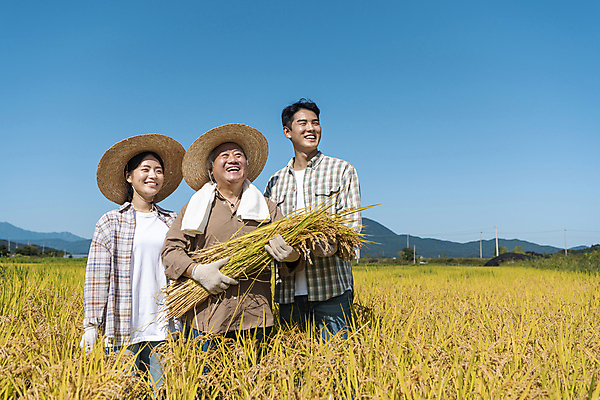 포토 JPG 주간 응시 여자 노년 남자 장갑 논 미소 들기 상반신 20대 성인 야외 옆모습 세명 수건 농사 한국인 수확 추수 벼 가을 농촌 농부 밀짚모자 귀농 70대 전원생활 국내포토 여주시 자연요소 직업 모자_잡화 시선 잡화 계절 뷰포인트 농업 모션 곡류 표정 사람 동양인 청년 생활 위생용품 시골 경기도 파일형식