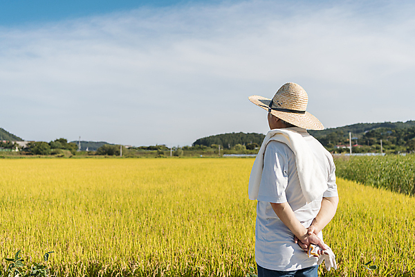 포토 JPG 주간 응시 노년 남자 장갑 논 한명 들기 상반신 야외 뒷모습 수건 농사 한국인 가을 농촌 농부 뒷짐 밀짚모자 귀농 70대 전원생활 노인남자한명만 국내포토 여주시 자연요소 직업 모자_잡화 1 시선 잡화 계절 뷰포인트 농업 모션 사람 동양인 성인 생활 위생용품 시골 경기도 남자한명만 노인남자만 파일형식