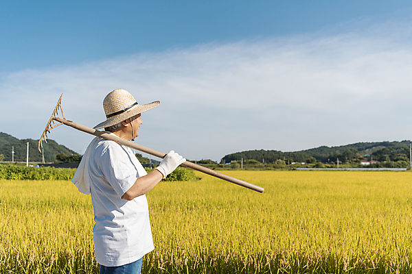 포토 JPG 주간 구름 응시 노년 남자 장갑 논 한명 미소 들기 상반신 야외 옆모습 수건 농사 한국인 추수 가을 농촌 농부 밀짚모자 귀농 70대 전원생활 갈퀴 노인남자한명만 국내포토 여주시 자연요소 직업 모자_잡화 1 시선 잡화 계절 뷰포인트 농업 모션 표정 사람 동양인 성인 생활 위생용품 시골 경기도 남자한명만 노인남자만 파일형식