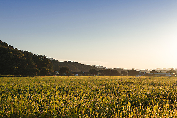 포토 JPG 하늘 산 논 사람없음 야외 일출 가을풍경 새벽 벼 가을 농촌 벼농사 국내포토 여주시 자연요소 계절 농업 곡류 풍경 노을 농사 시골 경기도 파일형식 가을_계절