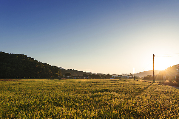 포토 JPG 하늘 산 논 사람없음 야외 햇빛 일출 가을풍경 새벽 벼 가을 농촌 전봇대 벼농사 국내포토 여주시 자연요소 계절 공공시설 농업 곡류 풍경 태양 노을 농사 시골 경기도 파일형식 가을_계절