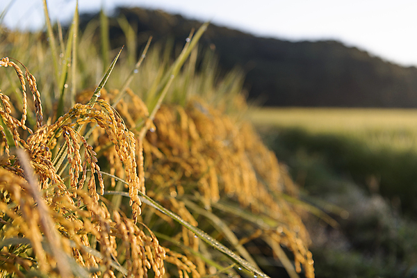 포토 JPG 논 사람없음 야외 아웃포커스 가을풍경 새벽 벼 가을 농촌 벼농사 벼이삭 국내포토 여주시 자연요소 계절 농업 곡류 촬영기법 풍경 농사 시골 이삭 경기도 파일형식 가을_계절