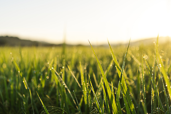 포토 JPG 논 근접촬영 사람없음 야외 아웃포커스 가을풍경 새벽 벼 가을 농촌 이슬 보케 벼농사 국내포토 여주시 자연요소 계절 뷰포인트 농업 곡류 촬영기법 풍경 농사 시골 경기도 파일형식 가을_계절