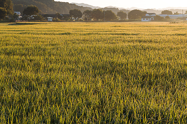 포토 JPG 나무 주택 논 사람없음 야외 건물 가을풍경 새벽 벼 가을 농촌 벼농사 국내포토 여주시 자연요소 식물 건축물 계절 농업 곡류 풍경 농사 시골 경기도 파일형식 가을_계절