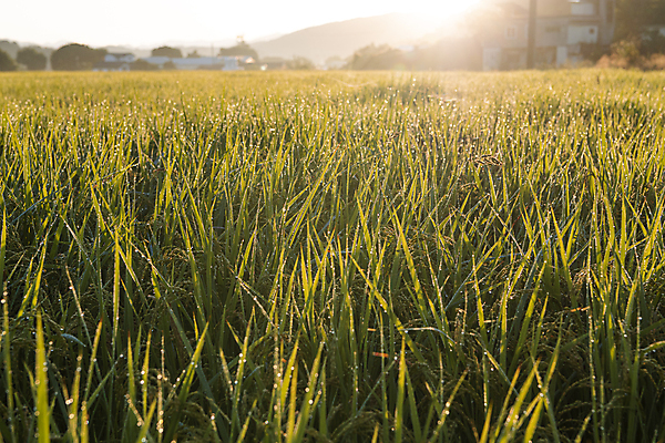 포토 JPG 논 사람없음 야외 햇빛 가을풍경 새벽 벼 가을 농촌 벼농사 국내포토 여주시 자연요소 계절 농업 곡류 풍경 태양 농사 시골 경기도 파일형식 가을_계절