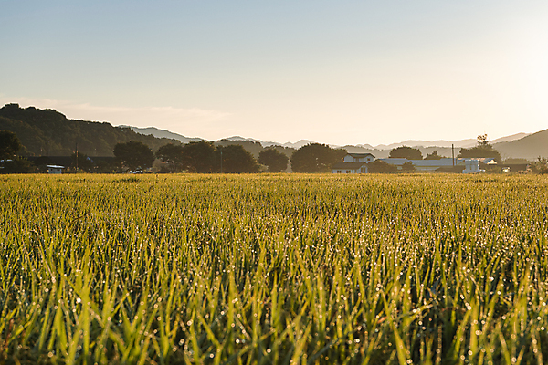 포토 JPG 하늘 산 주택 논 사람없음 야외 건물 일출 가을풍경 새벽 벼 가을 농촌 벼농사 국내포토 여주시 자연요소 건축물 계절 농업 곡류 풍경 노을 농사 시골 경기도 파일형식 가을_계절
