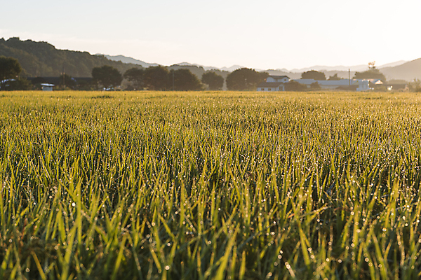 포토 JPG 하늘 산 주택 논 사람없음 야외 건물 일출 가을풍경 새벽 벼 가을 농촌 벼농사 국내포토 여주시 자연요소 건축물 계절 농업 곡류 풍경 노을 농사 시골 경기도 파일형식 가을_계절