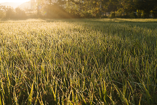 포토 JPG 논 사람없음 야외 햇빛 가을풍경 새벽 벼 가을 농촌 벼농사 국내포토 여주시 자연요소 계절 농업 곡류 풍경 태양 농사 시골 경기도 파일형식 가을_계절