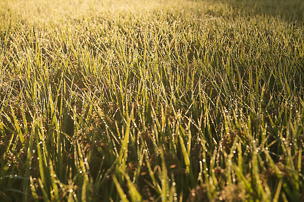 포토 JPG 논 사람없음 야외 햇빛 가을풍경 새벽 벼 가을 농촌 소프트포커스 벼농사 국내포토 여주시 자연요소 계절 농업 곡류 촬영기법 풍경 태양 농사 시골 경기도 파일형식 가을_계절