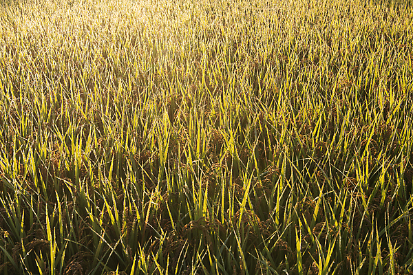 포토 JPG 논 사람없음 야외 햇빛 가을풍경 새벽 벼 가을 농촌 벼농사 국내포토 여주시 자연요소 계절 농업 곡류 풍경 태양 농사 시골 경기도 파일형식 가을_계절