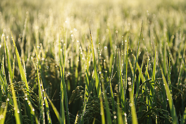 포토 JPG 논 근접촬영 사람없음 야외 아웃포커스 햇빛 가을풍경 새벽 벼 가을 농촌 이슬 보케 벼농사 국내포토 여주시 자연요소 계절 뷰포인트 농업 곡류 촬영기법 풍경 태양 농사 시골 경기도 파일형식 가을_계절