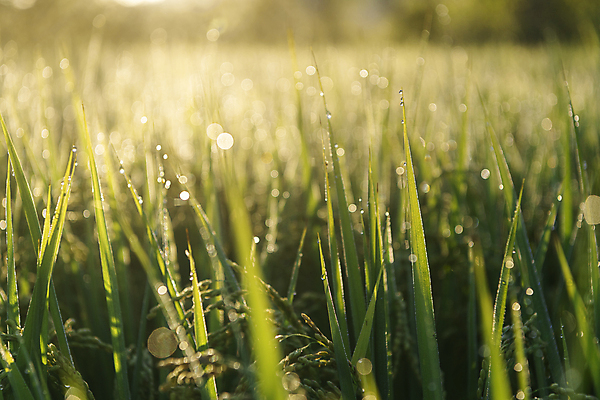 포토 JPG 논 근접촬영 사람없음 야외 아웃포커스 햇빛 가을풍경 새벽 벼 가을 농촌 소프트포커스 이슬 보케 벼농사 국내포토 여주시 자연요소 계절 뷰포인트 농업 곡류 촬영기법 풍경 태양 농사 시골 경기도 파일형식 가을_계절