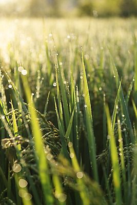 포토 JPG 논 근접촬영 사람없음 야외 아웃포커스 햇빛 가을풍경 새벽 벼 가을 농촌 소프트포커스 이슬 보케 벼농사 국내포토 여주시 자연요소 계절 뷰포인트 농업 곡류 촬영기법 풍경 태양 농사 시골 경기도 파일형식 가을_계절