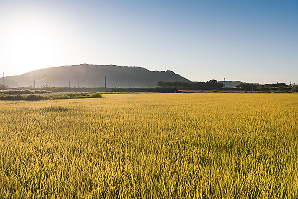 포토 JPG 하늘 산 논 사람없음 야외 햇빛 일출 가을풍경 새벽 벼 가을 농촌 벼농사 국내포토 여주시 자연요소 계절 농업 곡류 풍경 태양 노을 농사 시골 경기도 파일형식 가을_계절