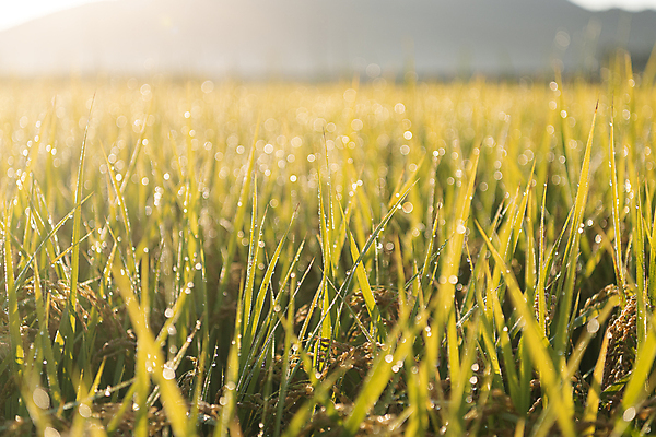 포토 JPG 논 근접촬영 사람없음 야외 아웃포커스 햇빛 가을풍경 새벽 벼 가을 농촌 소프트포커스 보케 벼농사 국내포토 여주시 자연요소 계절 뷰포인트 농업 곡류 촬영기법 풍경 태양 농사 시골 경기도 파일형식 가을_계절