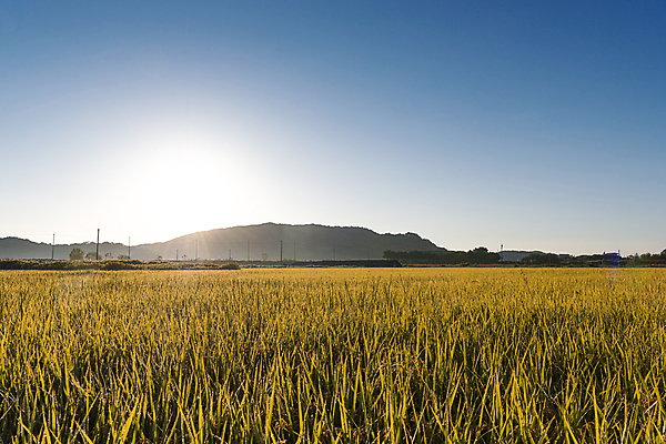 포토 JPG 하늘 산 논 사람없음 야외 햇빛 일출 가을풍경 새벽 벼 가을 농촌 벼농사 국내포토 여주시 자연요소 계절 농업 곡류 풍경 태양 노을 농사 시골 경기도 파일형식 가을_계절