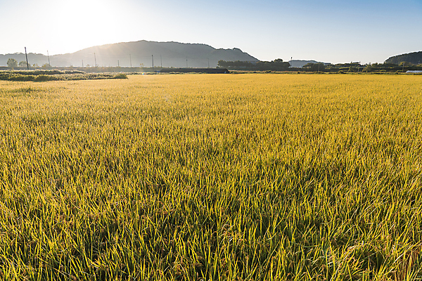 포토 JPG 하늘 산 논 사람없음 야외 햇빛 일출 가을풍경 새벽 벼 가을 농촌 벼농사 국내포토 여주시 자연요소 계절 농업 곡류 풍경 태양 노을 농사 시골 경기도 파일형식 가을_계절