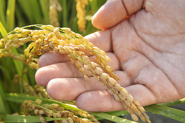 포토 JPG 손 야외 아웃포커스 신체부위 가을풍경 새벽 벼 가을 농촌 귀농 보여주기 전원생활 벼농사 벼이삭 국내포토 여주시 자연요소 계절 농업 모션 곡류 촬영기법 사람 풍경 생활 농사 시골 이삭 경기도 파일형식 가을_계절