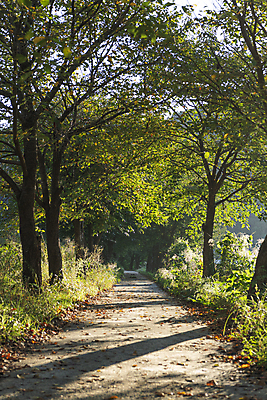포토 JPG 주간 나무 사람없음 야외 가을풍경 산책로 가을 시골 오솔길 국내포토 여주시 자연요소 식물 계절 길 풍경 경기도 파일형식 가을_계절