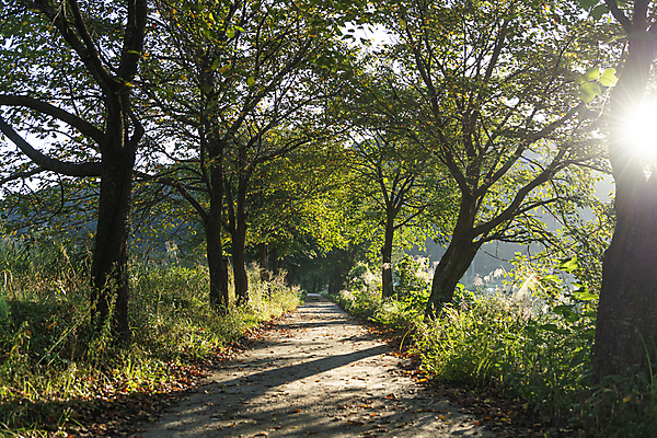 포토 JPG 주간 나무 사람없음 야외 햇빛 가을풍경 산책로 가을 시골 오솔길 국내포토 여주시 자연요소 식물 계절 길 풍경 태양 경기도 파일형식 가을_계절