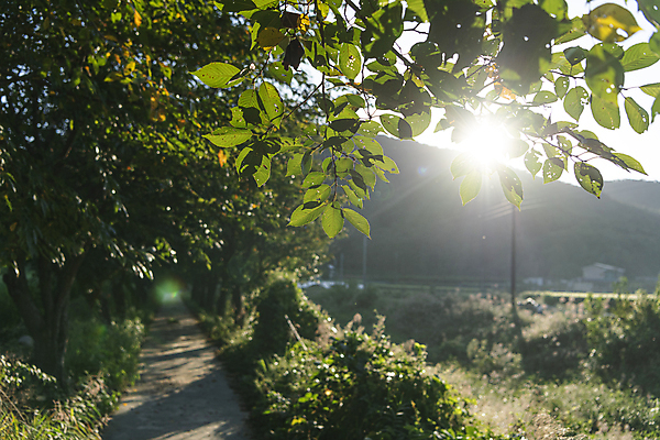 포토 JPG 주간 나무 나뭇잎 사람없음 야외 햇빛 가을풍경 산책로 가을 시골 오솔길 국내포토 여주시 자연요소 식물 계절 길 잎 풍경 태양 경기도 파일형식 가을_계절