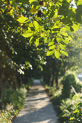 포토 JPG 주간 나뭇잎 사람없음 야외 아웃포커스 가을풍경 산책로 가을 시골 오솔길 국내포토 여주시 자연요소 계절 길 잎 촬영기법 풍경 경기도 파일형식 가을_계절