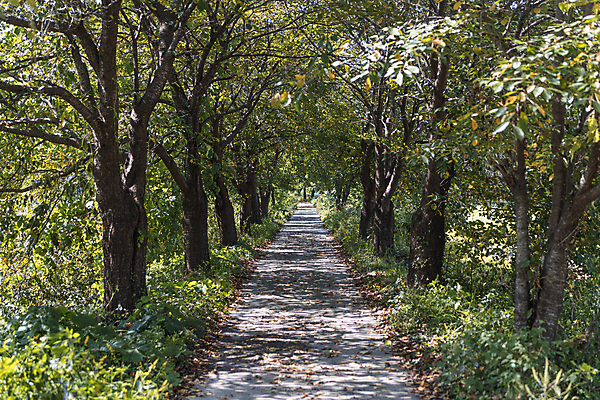 포토 JPG 주간 나무 사람없음 야외 가을풍경 산책로 가을 시골 오솔길 국내포토 여주시 자연요소 식물 계절 길 풍경 경기도 파일형식 가을_계절