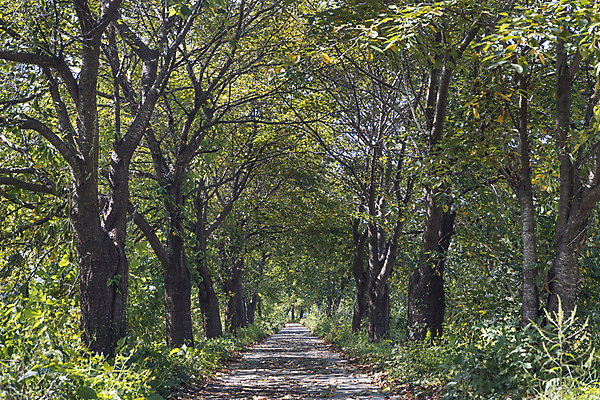포토 JPG 주간 나무 사람없음 야외 가을풍경 산책로 가을 시골 오솔길 국내포토 여주시 자연요소 식물 계절 길 풍경 경기도 파일형식 가을_계절
