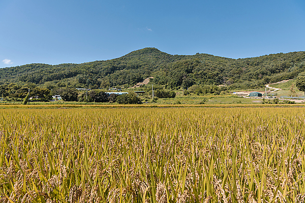 포토 JPG 주간 하늘 산 논 사람없음 야외 가을풍경 벼 가을 농촌 벼농사 국내포토 여주시 자연요소 계절 농업 곡류 풍경 농사 시골 경기도 파일형식 가을_계절