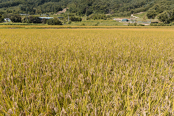 포토 JPG 주간 논 사람없음 야외 가을풍경 벼 가을 농촌 벼농사 국내포토 여주시 자연요소 계절 농업 곡류 풍경 농사 시골 경기도 파일형식 가을_계절