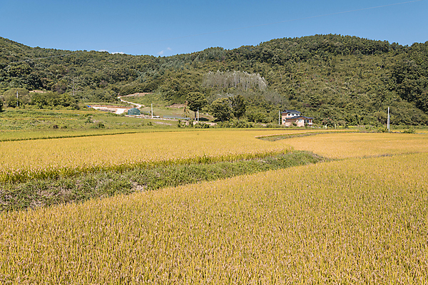 포토 JPG 주간 하늘 산 주택 논 사람없음 야외 건물 가을풍경 벼 가을 농촌 벼농사 국내포토 여주시 자연요소 건축물 계절 농업 곡류 풍경 농사 시골 경기도 파일형식 가을_계절