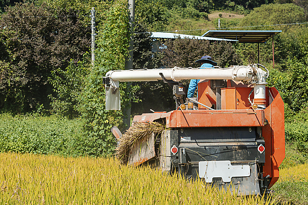 포토 JPG 주간 논 한명 상반신 성인 야외 뒷모습 가을풍경 수확 추수 벼 가을 농촌 풀 승차 귀농 전원생활 벼농사 콤바인 성인한명만 국내포토 여주시 자연요소 식물 1 계절 뷰포인트 농업 모션 곡류 사람 풍경 생활 농사 시골 농기구 경기도 성인만 파일형식 가을_계절