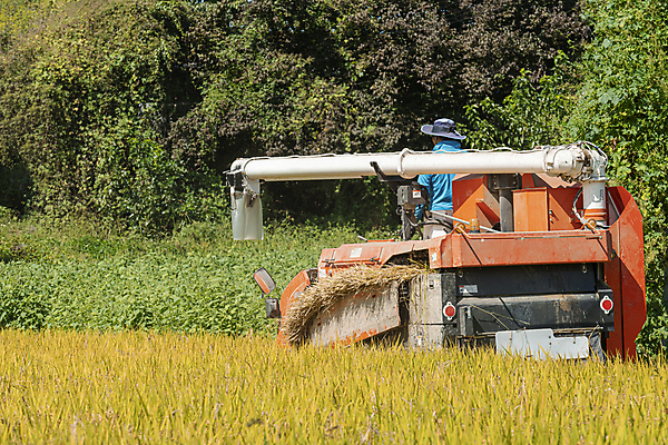 포토 JPG 주간 논 한명 상반신 성인 야외 뒷모습 가을풍경 수확 추수 벼 가을 농촌 풀 승차 귀농 전원생활 벼농사 콤바인 성인한명만 국내포토 여주시 자연요소 식물 1 계절 뷰포인트 농업 모션 곡류 사람 풍경 생활 농사 시골 농기구 경기도 성인만 파일형식 가을_계절