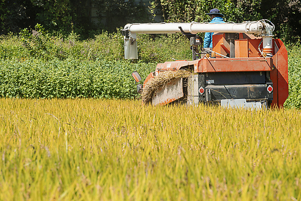 포토 JPG 주간 논 한명 상반신 성인 야외 뒷모습 가을풍경 수확 추수 벼 가을 농촌 풀 승차 귀농 전원생활 벼농사 콤바인 성인한명만 국내포토 여주시 자연요소 식물 1 계절 뷰포인트 농업 모션 곡류 사람 풍경 생활 농사 시골 농기구 경기도 성인만 파일형식 가을_계절