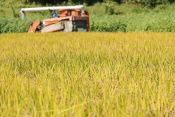 포토 JPG 주간 논 사람없음 야외 가을풍경 수확 추수 벼 가을 농촌 풀 벼농사 콤바인 국내포토 여주시 자연요소 식물 계절 농업 곡류 풍경 농사 시골 농기구 경기도 파일형식 가을_계절
