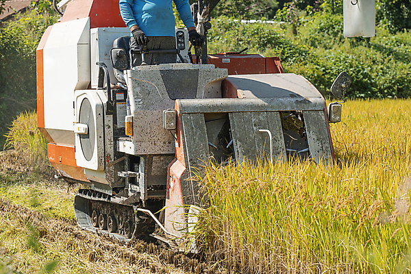포토 JPG 주간 논 한명 상반신 성인 야외 앞모습 가을풍경 수확 추수 벼 가을 농촌 승차 귀농 전원생활 벼농사 콤바인 성인한명만 국내포토 여주시 자연요소 1 계절 뷰포인트 농업 모션 곡류 사람 풍경 생활 농사 시골 농기구 경기도 성인만 파일형식 가을_계절