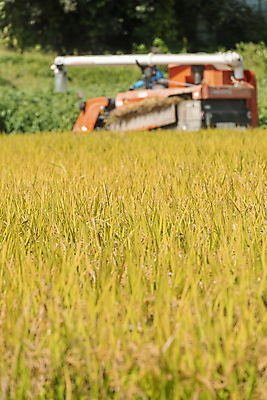 포토 JPG 주간 논 사람없음 야외 아웃포커스 가을풍경 수확 추수 벼 가을 농촌 소프트포커스 벼농사 콤바인 국내포토 여주시 자연요소 계절 농업 곡류 촬영기법 풍경 농사 시골 농기구 경기도 파일형식 가을_계절