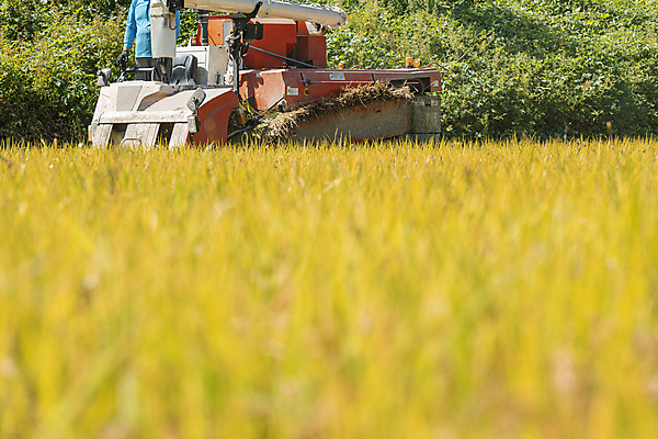 포토 JPG 주간 논 한명 상반신 성인 야외 옆모습 가을풍경 수확 추수 벼 가을 농촌 승차 소프트포커스 귀농 전원생활 벼농사 콤바인 성인한명만 국내포토 여주시 자연요소 1 계절 뷰포인트 농업 모션 곡류 촬영기법 사람 풍경 생활 농사 시골 농기구 경기도 성인만 파일형식 가을_계절